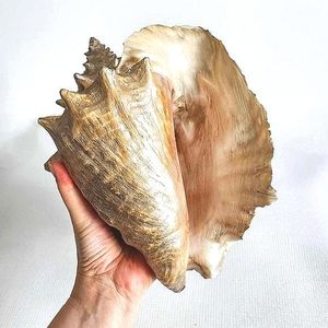 Gold conch shell